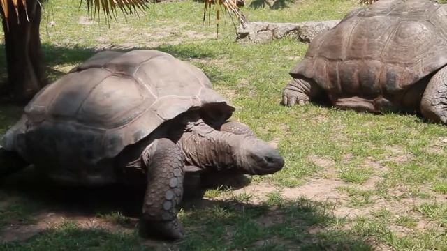 Bristol Zoo // Filming June // Frances Amelia смотреть онлайн