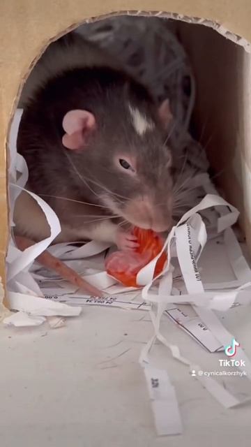 Сидит Мышак в своей норе 😝 смотреть онлайн