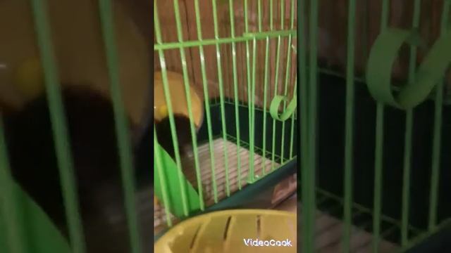 жизнь Хомяков смотреть онлайн