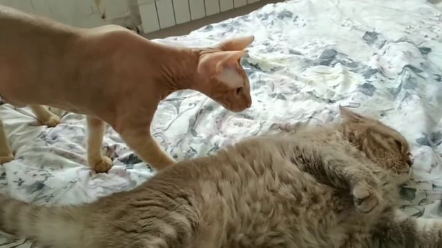 КЛИП ЖИВОТНЫХ!!!!😸😸😀😀😀😁😁🎀🎀🎀😺😺😺💞💞💞♥️♥️♥️😃😃😃😄😄 смотреть онлайн