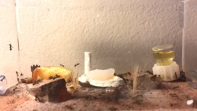 Iridomyrmex Drinking Timelapse! смотреть онлайн