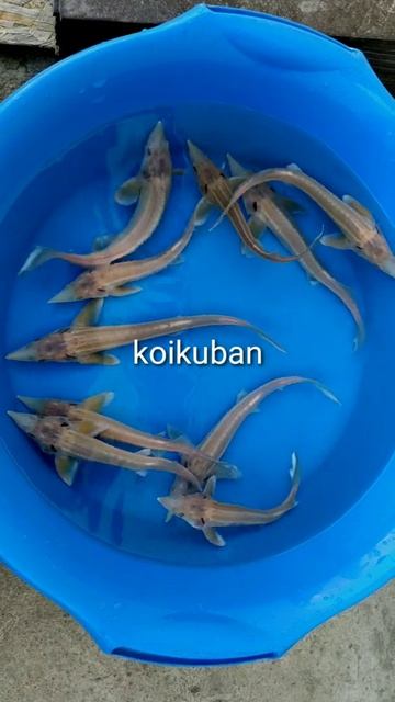 Стерлядь альбинос 20-25см смотреть онлайн