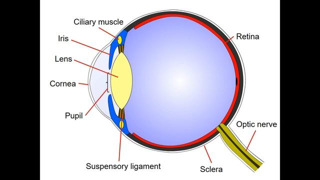 2 91 Stucture and function of the eye as a receptor смотреть онлайн