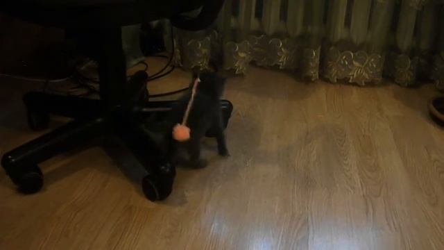 Тоша) смотреть онлайн