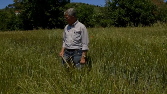 Il diserbo del frumento: AvadeX Factor vince la sfida sul campo! смотреть онлайн