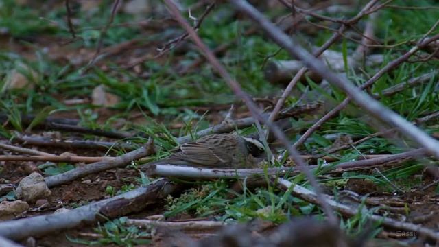 Radde's Accentor at dawn, Golan heights - סתרי ממושקף смотреть онлайн