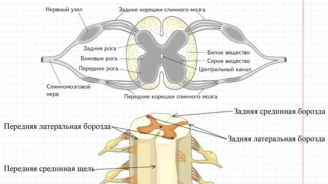 59 Спинной мозг