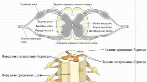 59 Спинной мозг