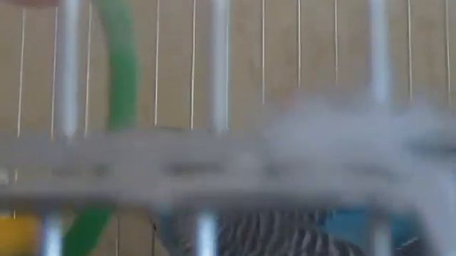 попугайчик Бонни. смотреть онлайн