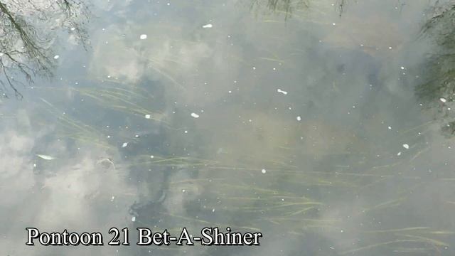 Воблер Pontoon21 Bet-A-Shiner