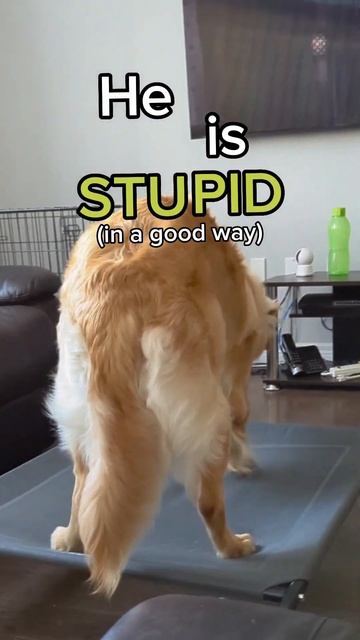 The way he turns his head at the end 🤣 #dog #goldenretriever #funny #cute смотреть онлайн