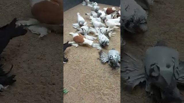 Северокавказские голуби Роберта. 24.06.2022 смотреть онлайн