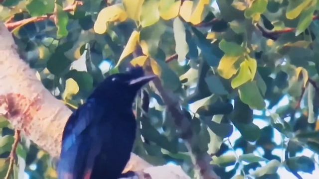 Rocket tailed drongo -2 different types of calling sounds | interesting sounds and calls of drongos смотреть онлайн