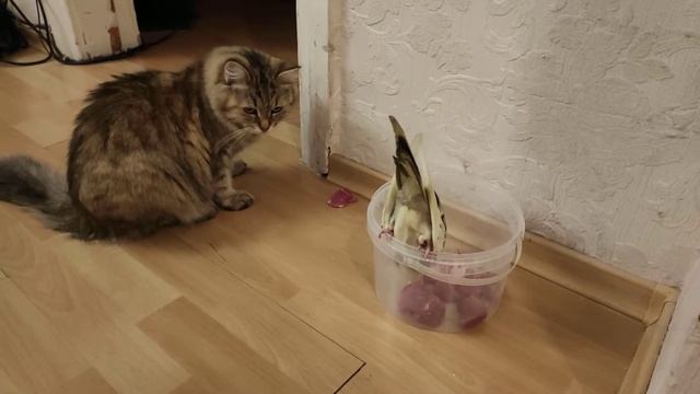 Все хотят кусок мяса смотреть онлайн