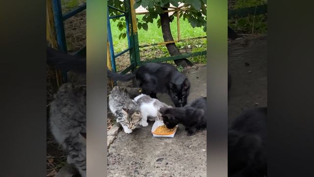 Под домом нашли кошку с котятами!!! Покормили и напоили бедняжек!!! смотреть онлайн