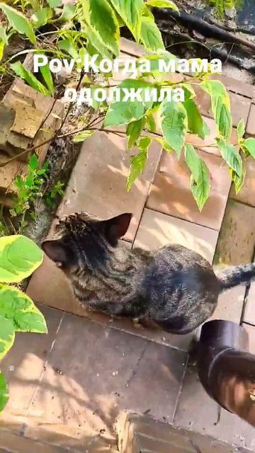 Верни мой косарь ей Верни мой косарь!! #happycat #alisa #matroskin #алиса #матрос #мем смотреть онлайн