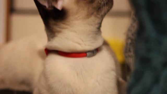 雪の日の過ごし方｜パーカーで眠る猫｜プリンケーキ作り