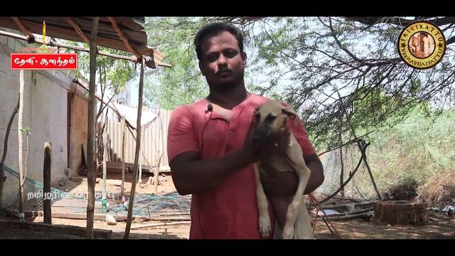 ஹோட்டல் விஜய்-ன் செல்ல பிராணிகள் | Tamilarin Veera Marabu смотреть онлайн