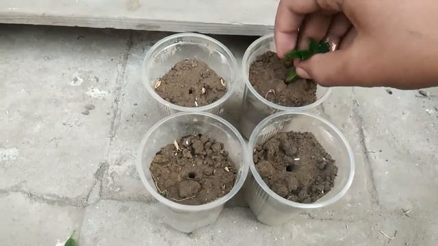 How to grow lantana plant from cuttings!lantana plant!by punjabi kitchen gardening смотреть онлайн