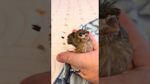 Как затейлива природа. На кого он похож больше? смотреть онлайн