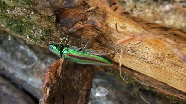 タマムシ/Chrysochroa fulgidissima 01_110705_吾野 смотреть онлайн