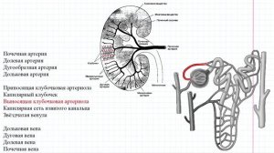 48 Кровоснабжение почки