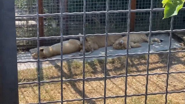 Тайган/ Парк львов / 6 день смотреть онлайн