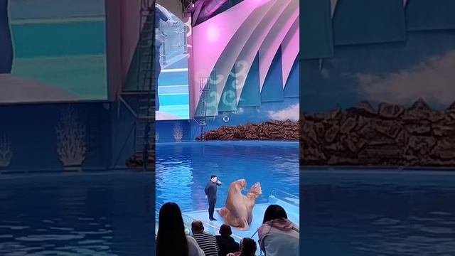 МОРЖ МИША ТОП!!!!!!!!!!!! смотреть онлайн