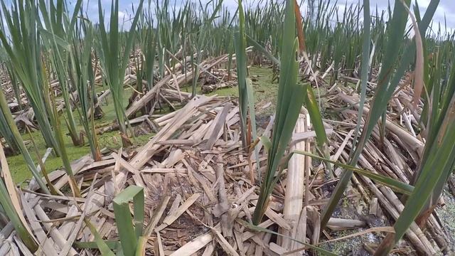 Озерная чайка 160515 1к Yi2k 2 птенца 1 1 вернулся смотреть онлайн