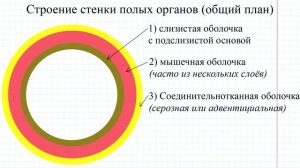 31 Стенка ЖКТ