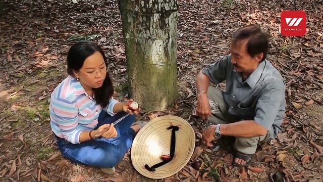 Discovering century-old mangosteen farm | VTV World смотреть онлайн