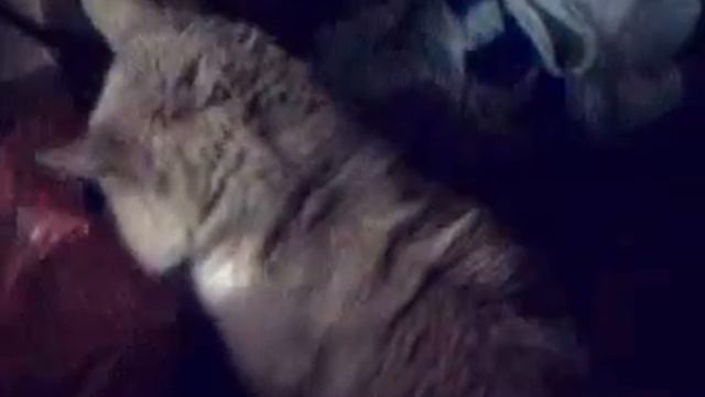 котэ учиться читать смотреть онлайн