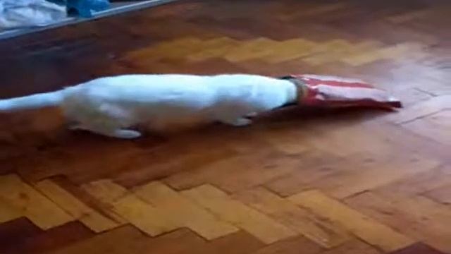 КОШАЧЬЯ ЖИЗНЬ 1 смотреть онлайн