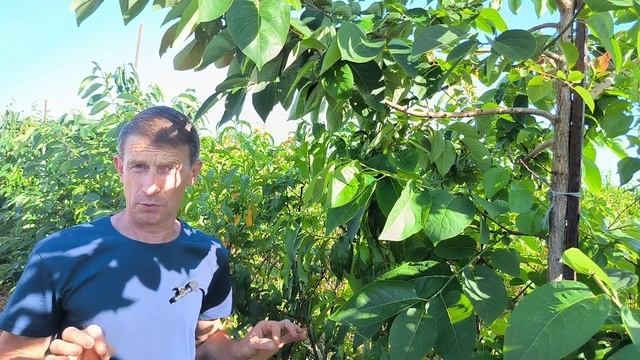 Чем подкормить хурму?