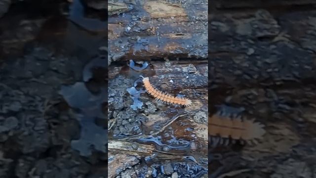 Очень маленькие улитки и малюсенькие многоножки! ☺❤ #природа #животные #улитка #улитки #многоножки смотреть онлайн