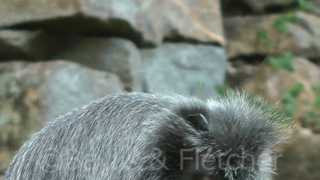 Silvered leaf monkey (T. cristatus), Malaysia. 20160922_105800.m2ts смотреть онлайн