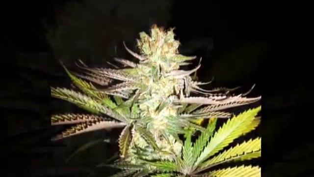 Welcome to MaddFarmer Genetics Forum смотреть онлайн