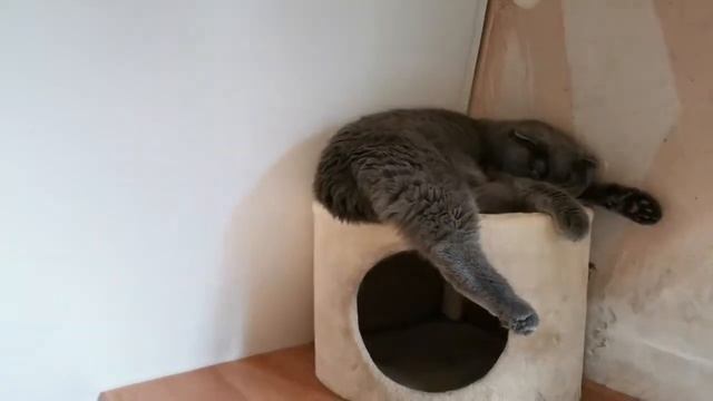 Кошки 19.08.20 4 часть смотреть онлайн