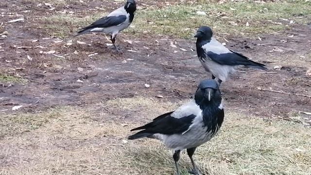 Молодые вороны наблюдают за опытным самцом \ Young crows spy on dominant adult male смотреть онлайн