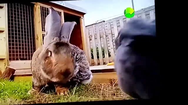 Природа, Большие кролики смотреть онлайн