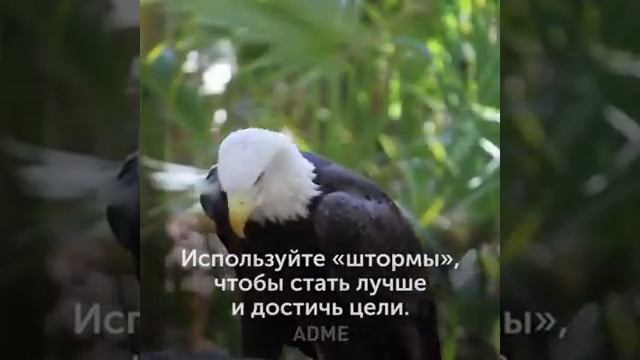 ОРЕЛ смотреть онлайн