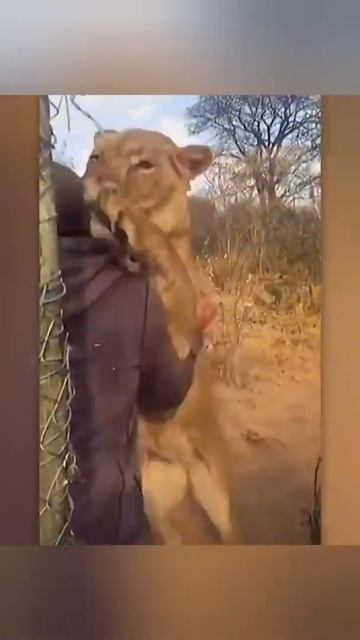 животные возвращаются к хозяевам после разлуки. Реакции🥲 смотреть онлайн