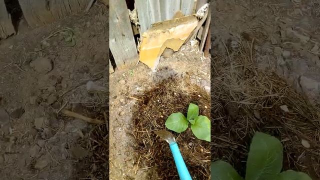 переселение маленького ростка Чёрного Мамонта. смотреть онлайн