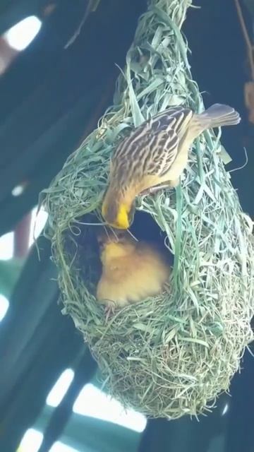 birds nest-making🐦#cute#birds#@Aaduprajapatvlog2768 смотреть онлайн