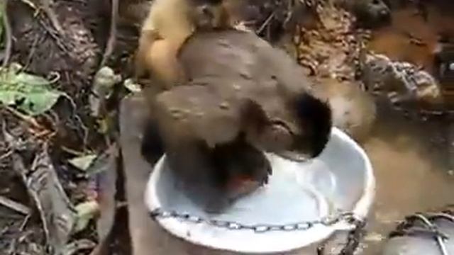 Обезьяна настоящая хозяйка!!! смотреть онлайн