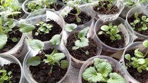 ПАУТИННЫЙ КЛЕЩ НА РАССАДЕ ПЕРЦЕВ.