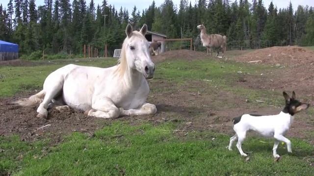 Anchor River Llama & Alpaca Ranch смотреть онлайн