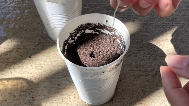 Extremely easy way to germinate CLUSTER BEANS seeds. смотреть онлайн