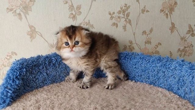 Шотландская хайленд-фолд девочка❤ смотреть онлайн