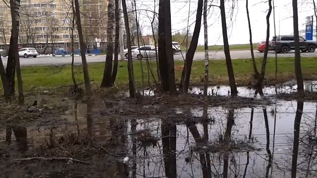 20210502 -Утки в луже ... смотреть онлайн